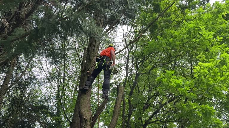 Best Arborist Consultation Services  in Rose Hills, CA